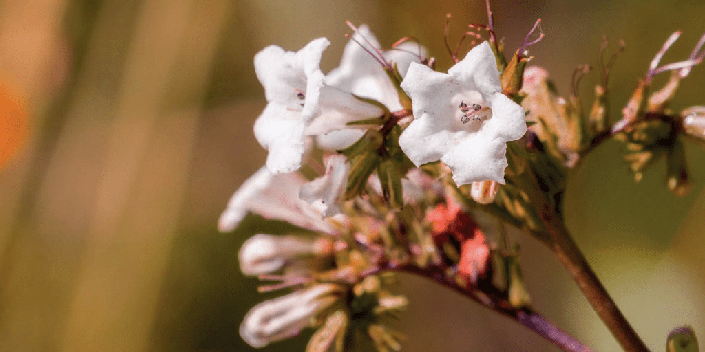 EURO COSMETICS Magazine • Mibelle Biochemistry Celebrates 30 Years • Euro Cosmetics • Euro Cosmetics