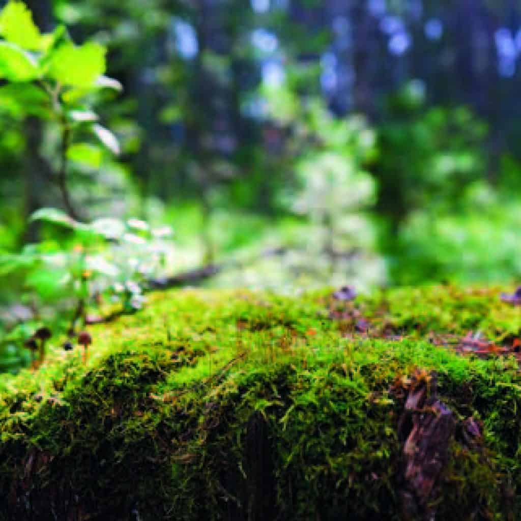 EURO COSMETICS Magazine • Development of a “Beauty ECOSYSTEM” – Grupo Laces and their sustainable solutionswhole • Cris Dios • Cris Dios