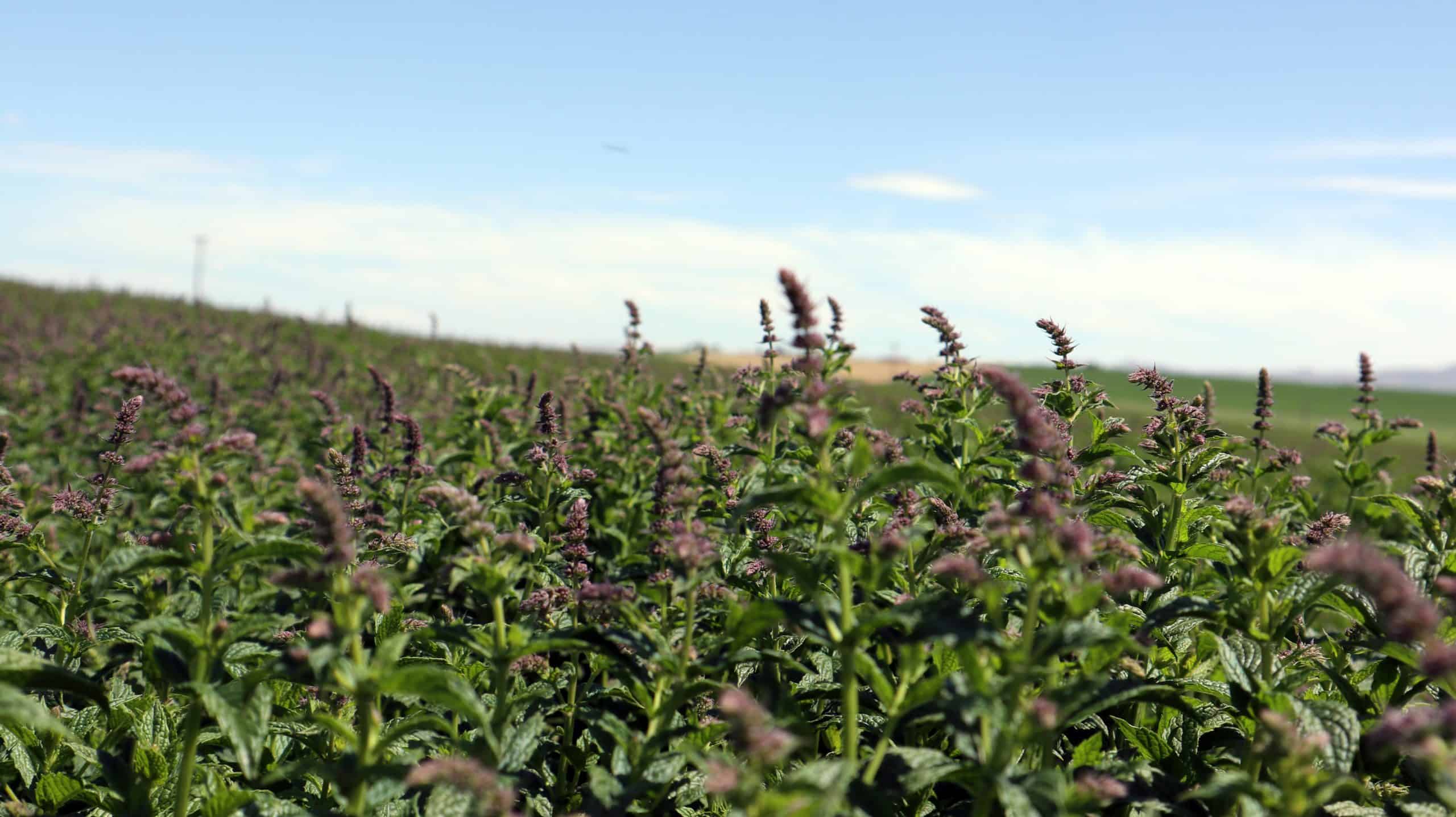 Verified mint for Symrise from cooperation partner Norwest Ingredients