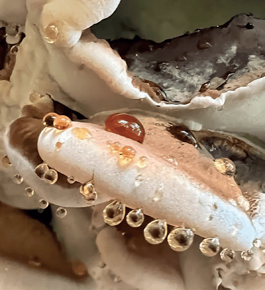 Euro Cosmetics Magazine Deanna Utroske Fungal and Mushroom
