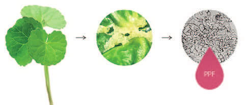 EURO COSMETICS Magazine • Plant-derived Peptides and Biotechnology • Ò. Expósito and M. Buchholz • Ò. Expósito and M. Buchholz