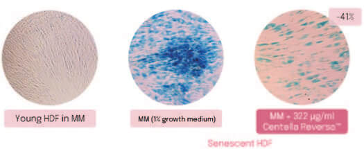 EURO COSMETICS Magazine • Plant-derived Peptides and Biotechnology • Ò. Expósito and M. Buchholz • Ò. Expósito and M. Buchholz