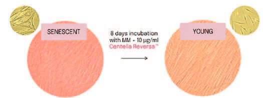 EURO COSMETICS Magazine • Plant-derived Peptides and Biotechnology • Ò. Expósito and M. Buchholz • Ò. Expósito and M. Buchholz