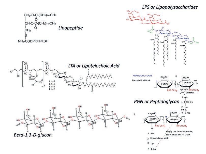 EURO COSMETICS Magazine • Ingredients from Probiotics or the Microbiome - Old friends and New Explanation of Bioactivity • Donald R. Owen • Donald R. Owen