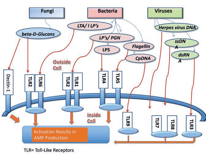 EURO COSMETICS Magazine • Ingredients from Probiotics or the Microbiome - Old friends and New Explanation of Bioactivity • Donald R. Owen • Donald R. Owen
