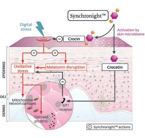 EURO COSMETICS Magazine • Uncovering a cosmetic ingredient that improves well-being and sleep quality by preserving the natural cycle of melatonin • Morgane De Tollenaere, Emilie Chapuis, Amandine Scandolera and Romain Reynaud • Morgane De Tollenaere, Emilie Chapuis, Amandine Scandolera and Romain Reynaud