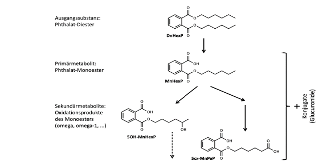 EURO COSMETICS Magazine • Plasticizer in children’s urine – are we about to lose another UV-filter? • Uli Osterwalder • Uli Osterwalder
