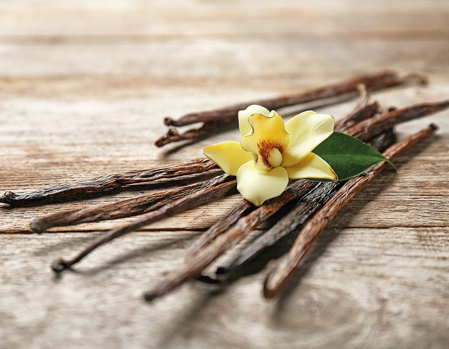 EURO COSMETICS Magazine • Stable and sustainable supply of natural fragrances • Margit Winkler • Margit Winkler
