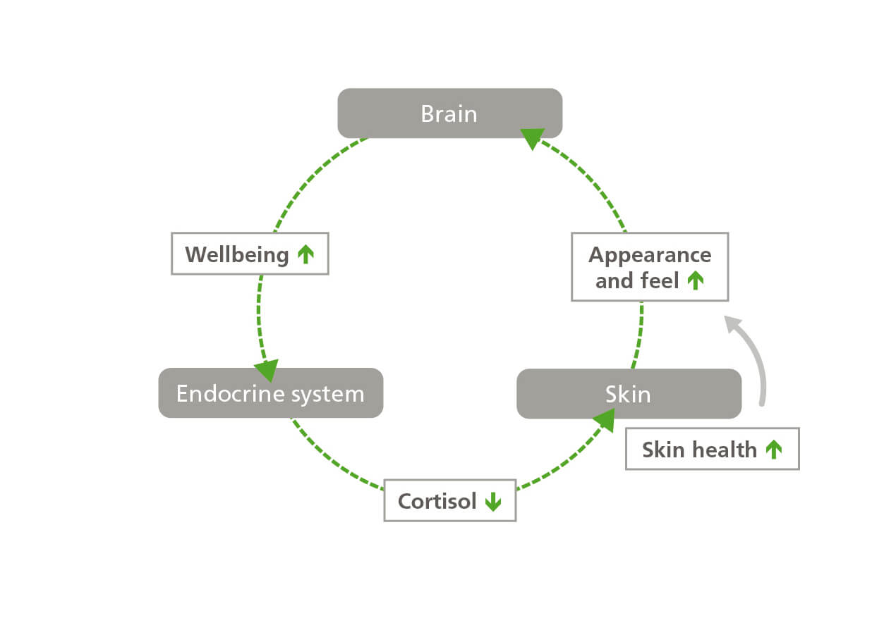EURO COSMETICS Magazine • Neurocosmetics: all about acting on the complete skin-brain feedback loop • Harald van der Hoeven, CLR • Harald van der Hoeven, CLR
