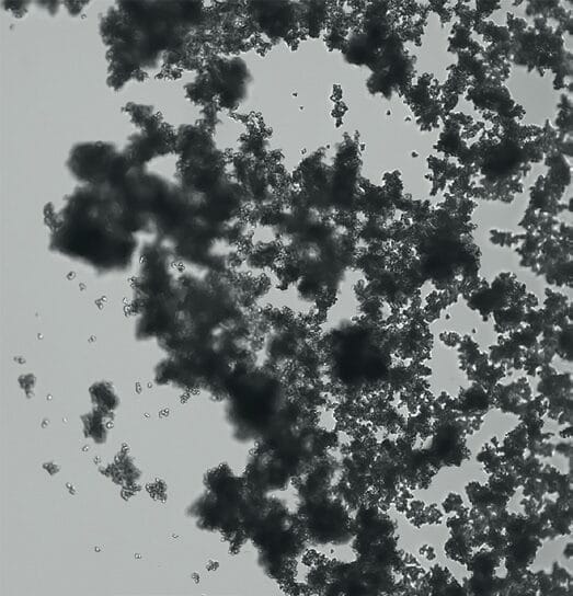 EURO COSMETICS Magazine • Exploring the Relationship Between the Scalp Microbiome and Dandruff • Charlotte Vedel • Charlotte Vedel