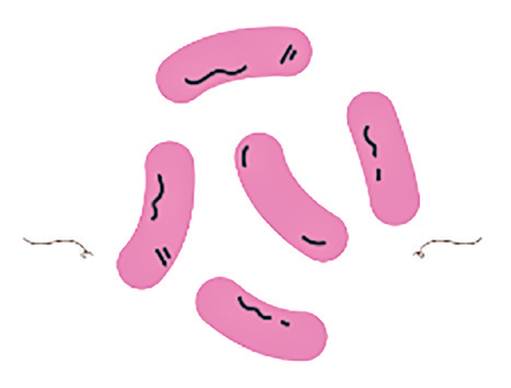 EURO COSMETICS Magazine • Skin Microbiota and its roles in cutaneous diseases - Innovative approaches for maintaining and enhancing skin health • Anne-Sophie Bongain-Decosne, NCC, Nutrition Cosmetics Creation SA • Anne-Sophie Bongain-Decosne, NCC, Nutrition Cosmetics Creation SA
