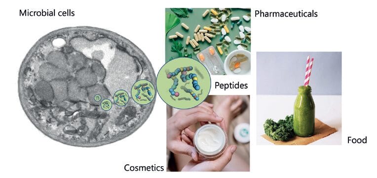 EURO COSMETICS Magazine • Sustainable,biotechnological production of short peptides - Paving the way to a healthier future • Anita Emmerstorfer-Augustin • Anita Emmerstorfer-Augustin