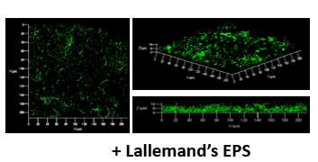 EURO COSMETICS Magazine • Harnessing innovative prowess to develop a biotechnological application utilizing ExoPolySaccharides • Lallemand GmbH • Lallemand GmbH