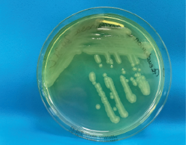 EURO COSMETICS Magazine • Microbiological requirements for water in the cosmetics industry - FAQs • Dr. Bernhard Fellenberg • Dr. Bernhard Fellenberg
